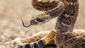Гремучая змея: фото, особенности, ареал обитания гремучих змей – на Exomania