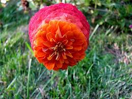 the zinnia a flower that s hard on the
