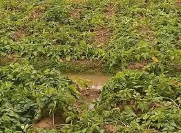 बेमौसम बरसात ने आलू सरसों गेहूं की फसलों को किया बर्बाद - Today's News