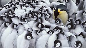 HD wallpaper: Birds, Emperor Penguin, group of animals, animal themes,  vertebrate | Wallpaper Flare