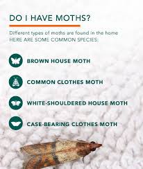 clothes moths facts how to get rid of