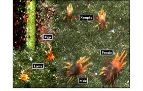 Different Life Stages Of Red Spider Mite Olichonychus