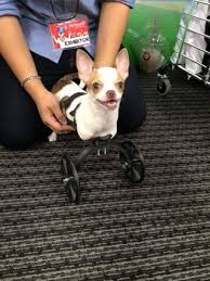 The original front support dog wheelchair kit (for front legs). Small Front Leg Dog Wheelchair 9 Steps With Pictures Instructables