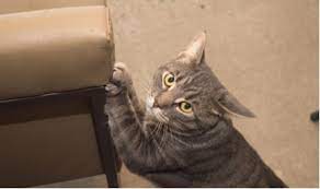 Scratching is a normal part of cat behavior but when february 9, 20050 found this helpful. How To Use Vinegar To Stop Your Cat Scratching Furniture Archie Cat