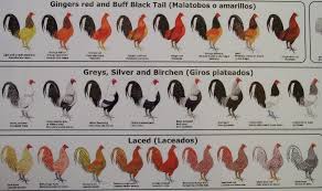 Chicken Color Chart Roosters From Ultimate Fowl Forum Reds