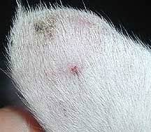 squamous cell carcinoma in pets long