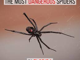 most dangerous spiders in florida