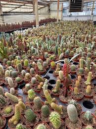 florida cactus greenhouses picture of