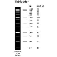 molecular weight marker 1 kb