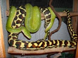 jungle carpet python mating