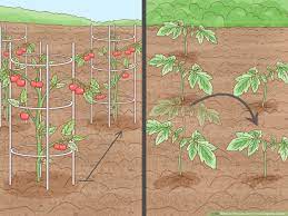prepare soil for an organic garden