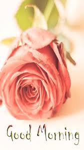 good morning flower rose hd phone