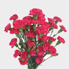 Pair them with other bright flowers like yellow tulips or purple roses for a cheery, fresh style. Hot Pink Mini Carnation Flower Wholesale Blooms By The Box