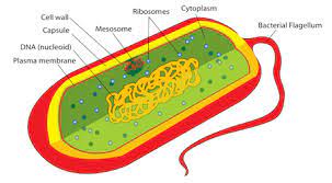 prokaryotes definition structure