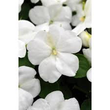 Please arrange to have somebody home to ensure proper delivery. White Annuals Garden Flowers The Home Depot