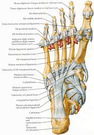 Tendons are long thin bands that attach your muscles to bones. Ligaments And Tendons Of Foot Netter Human Body Anatomy Medical Anatomy Human Anatomy And Physiology