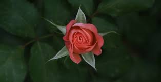 Wallpaper Rose Flower Lone Single