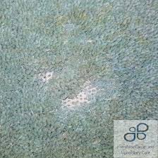 carpet moth treatment and protection in