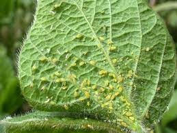 organic methods of pest control for aphids