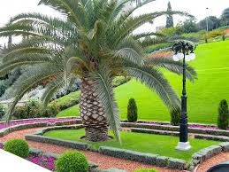 Plant Palm Trees