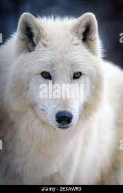 Wolf Nose Close Up Hi Res Stock Photography And Images Alamy gambar png