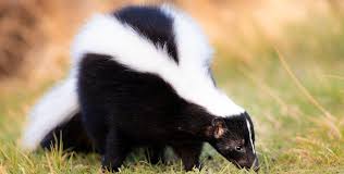 20 facts about skunks that don t stink