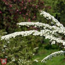 spiraea nipponica white carpet shrubs thompson morgan