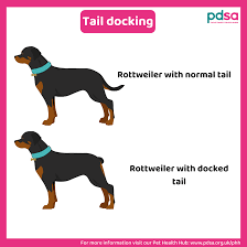 tail docking in dogs pdsa