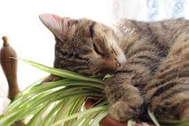 7 ways to keep cats out of house plants