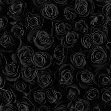 black roses stock photos royalty free
