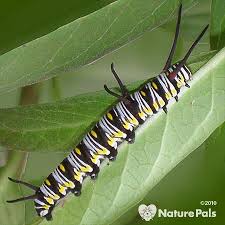 Identify Caterpillars By Pictures And Where Do Caterpillars