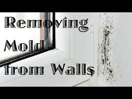 Removing Mold From Walls You