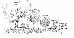 Forest Gardens Permaculture Orchards