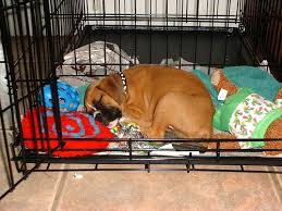 what to put in a dog crate