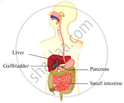 The pancreas is an organ of the digestive system and endocrine system of vertebrates. Draw A Diagram Of The Human Alimentary Canal And Label Gall Bladder Pancreas Liver And Small Intestine On It Science Shaalaa Com
