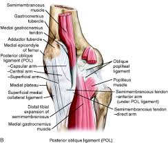 Diagram to illustrate the positions of medial and lateral features of the knee. Medial And Anterior Knee Anatomy Clinical Gate