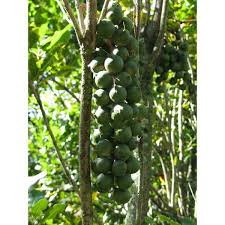 wekiva foliage macadamia nut tree