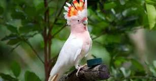 Image result for About Major Mitchell Cockatoo