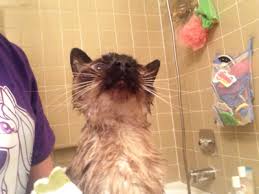 Image result for cats being shampooed