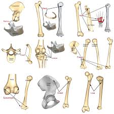They are responsible for making osteoid, which consists mainly of collagen. Bone Markings Processes And Cavities Human Anatomy And Physiology Lab Bsb 141