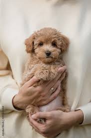 adorable maltese and poodle mix puppy