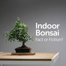 indoor bonsai trees fact or fiction