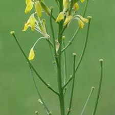 Erysimum odoratum (fragrant wallflower): Go Botany