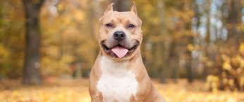 30 pit bull hd wallpapers and backgrounds