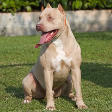 Armando christian pérez, known by the stage name pitbull or mr. Allevamento Pitbull Terrier Red E Blue Nose In Italia Pitbull Forest House