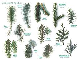 Pine Cone Identification Chart Leaf Index Types Of Pine