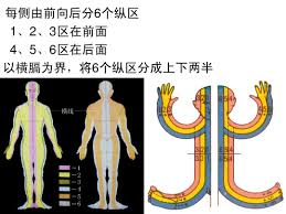 腕踝针分区彩色示意图