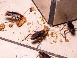 roaches that have infested your az