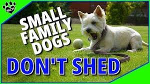 family dogs that don t shed