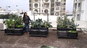 Grow Organic Vegetables From Hari Mitti